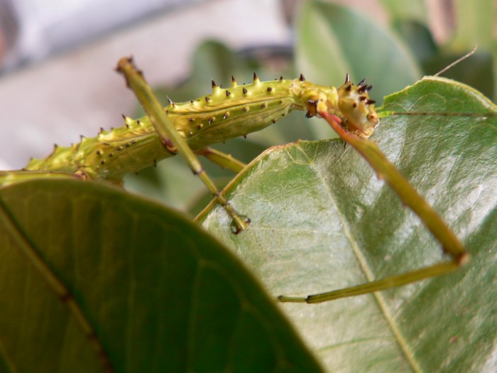 PSG 80 Acanthoxyla geisovii adult female Copyright © Planthunter